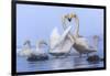 Whooper swans, Hokkaido, Japan-Art Wolfe Wolfe-Framed Photographic Print