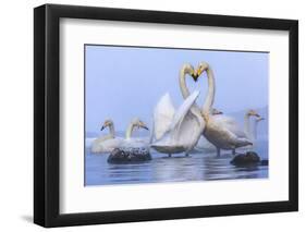 Whooper swans, Hokkaido, Japan-Art Wolfe Wolfe-Framed Photographic Print