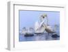 Whooper swans, Hokkaido, Japan-Art Wolfe Wolfe-Framed Photographic Print