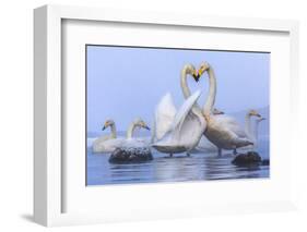 Whooper swans, Hokkaido, Japan-Art Wolfe Wolfe-Framed Photographic Print