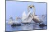 Whooper swans, Hokkaido, Japan-Art Wolfe Wolfe-Mounted Photographic Print