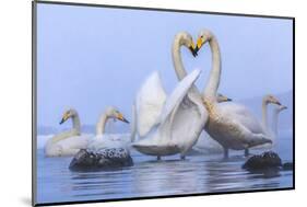 Whooper swans, Hokkaido, Japan-Art Wolfe Wolfe-Mounted Photographic Print