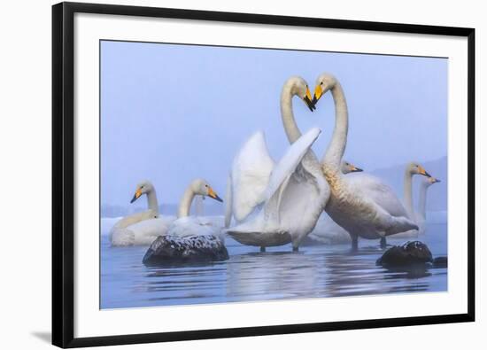 Whooper swans, Hokkaido, Japan-Art Wolfe Wolfe-Framed Photographic Print