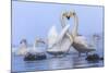 Whooper swans, Hokkaido, Japan-Art Wolfe Wolfe-Mounted Photographic Print