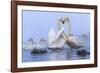 Whooper swans, Hokkaido, Japan-Art Wolfe Wolfe-Framed Photographic Print