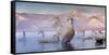 Whooper swans, Hokkaido, Japan-Art Wolfe Wolfe-Framed Stretched Canvas