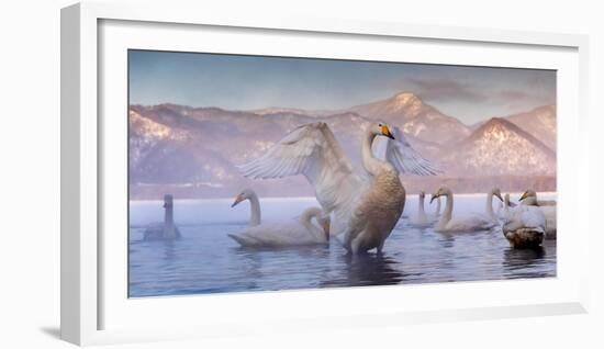 Whooper swans, Hokkaido, Japan-Art Wolfe Wolfe-Framed Photographic Print