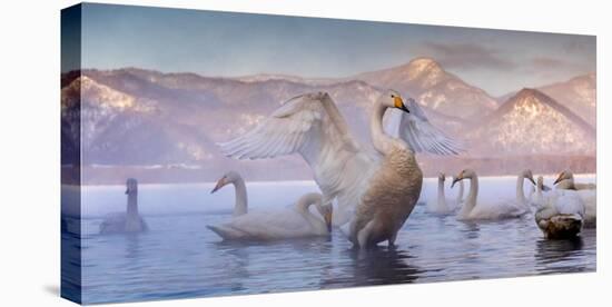 Whooper swans, Hokkaido, Japan-Art Wolfe Wolfe-Stretched Canvas