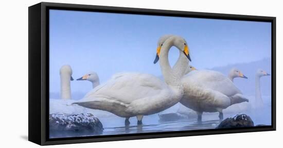 Whooper swans, Hokkaido, Japan-Art Wolfe Wolfe-Framed Stretched Canvas