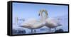 Whooper swans, Hokkaido, Japan-Art Wolfe Wolfe-Framed Stretched Canvas