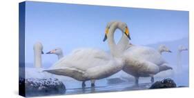 Whooper swans, Hokkaido, Japan-Art Wolfe Wolfe-Stretched Canvas