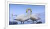 Whooper swans, Hokkaido, Japan-Art Wolfe Wolfe-Framed Photographic Print