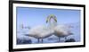 Whooper swans, Hokkaido, Japan-Art Wolfe Wolfe-Framed Photographic Print