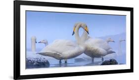 Whooper swans, Hokkaido, Japan-Art Wolfe Wolfe-Framed Photographic Print