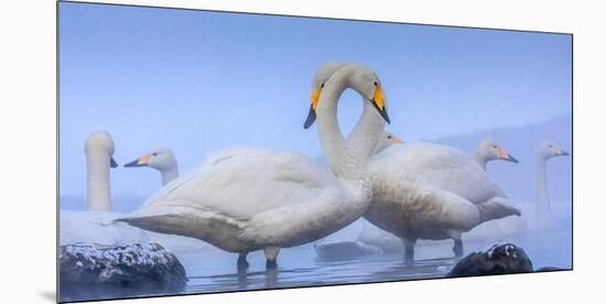 Whooper swans, Hokkaido, Japan-Art Wolfe Wolfe-Mounted Photographic Print