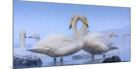 Whooper swans, Hokkaido, Japan-Art Wolfe Wolfe-Mounted Photographic Print