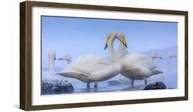 Whooper swans, Hokkaido, Japan-Art Wolfe Wolfe-Framed Photographic Print