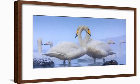 Whooper swans, Hokkaido, Japan-Art Wolfe Wolfe-Framed Photographic Print