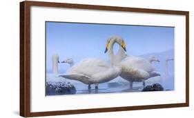 Whooper swans, Hokkaido, Japan-Art Wolfe Wolfe-Framed Photographic Print