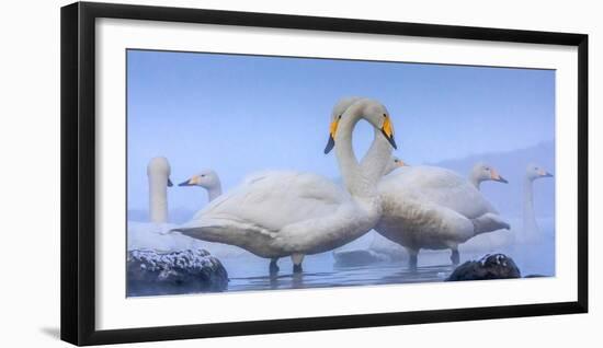 Whooper swans, Hokkaido, Japan-Art Wolfe Wolfe-Framed Photographic Print