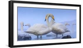 Whooper swans, Hokkaido, Japan-Art Wolfe Wolfe-Framed Photographic Print