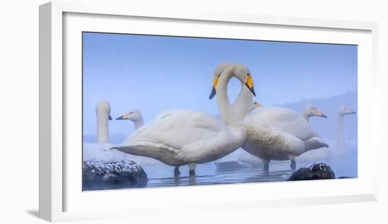 Whooper swans, Hokkaido, Japan-Art Wolfe Wolfe-Framed Photographic Print