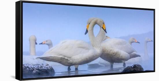 Whooper swans, Hokkaido, Japan-Art Wolfe Wolfe-Framed Stretched Canvas