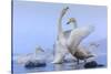 Whooper swans, Hokkaido, Japan-Art Wolfe Wolfe-Stretched Canvas