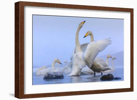 Whooper swans, Hokkaido, Japan-Art Wolfe Wolfe-Framed Photographic Print