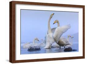 Whooper swans, Hokkaido, Japan-Art Wolfe Wolfe-Framed Photographic Print