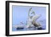 Whooper swans, Hokkaido, Japan-Art Wolfe Wolfe-Framed Photographic Print