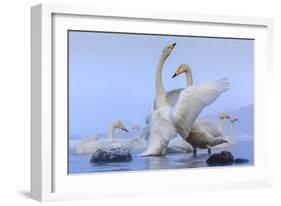 Whooper swans, Hokkaido, Japan-Art Wolfe Wolfe-Framed Photographic Print