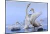 Whooper swans, Hokkaido, Japan-Art Wolfe Wolfe-Mounted Photographic Print