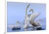 Whooper swans, Hokkaido, Japan-Art Wolfe Wolfe-Framed Photographic Print