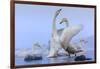 Whooper swans, Hokkaido, Japan-Art Wolfe Wolfe-Framed Photographic Print