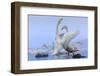 Whooper swans, Hokkaido, Japan-Art Wolfe Wolfe-Framed Photographic Print