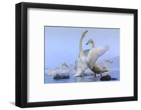 Whooper swans, Hokkaido, Japan-Art Wolfe Wolfe-Framed Photographic Print