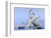 Whooper swans, Hokkaido, Japan-Art Wolfe Wolfe-Framed Photographic Print