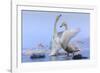 Whooper swans, Hokkaido, Japan-Art Wolfe Wolfe-Framed Photographic Print