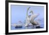 Whooper swans, Hokkaido, Japan-Art Wolfe Wolfe-Framed Photographic Print