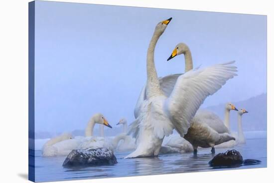 Whooper swans, Hokkaido, Japan-Art Wolfe Wolfe-Stretched Canvas