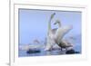 Whooper swans, Hokkaido, Japan-Art Wolfe Wolfe-Framed Photographic Print