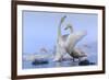 Whooper swans, Hokkaido, Japan-Art Wolfe Wolfe-Framed Photographic Print