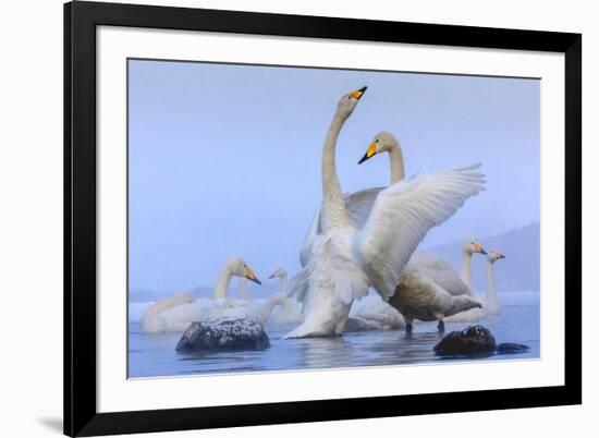 Whooper swans, Hokkaido, Japan-Art Wolfe Wolfe-Framed Photographic Print