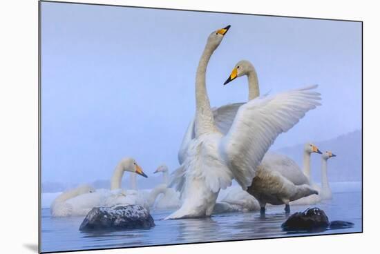 Whooper swans, Hokkaido, Japan-Art Wolfe Wolfe-Mounted Photographic Print