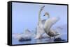 Whooper swans, Hokkaido, Japan-Art Wolfe Wolfe-Framed Stretched Canvas