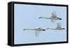 Whooper Swans in Flight-null-Framed Stretched Canvas