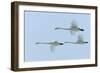 Whooper Swans in Flight-null-Framed Photographic Print