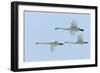 Whooper Swans in Flight-null-Framed Photographic Print