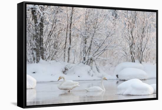 Whooper swans in lake, Laukaa, Central Finland-Jussi Murtosaari-Framed Stretched Canvas